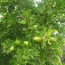 Moroccan Argan Oil Is AMAZING – But Only If Its Pure and Organic!