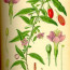 We’re Ga Ga For Goji Berries And You Should Be Too!