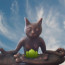 Do Your Pets Meditate?
