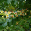 Sacred Frankincense: Nature’s Miracle for Mind, Body, and Spirit