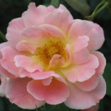 How Pure Plant and Flower Essences Help Make Highly Effective Natural Skin Care Products