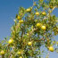 Moroccan Argan Oil for Skin and Hair:  Don’t Be Without It!