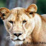 Big Cat Rescue – An Animal Welfare Organization Dear To Our Hearts