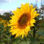 What do the Golden Years Mean to You?  It’s time to shine!
