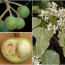 Kukui Nut Oil – An Abundance Of Benefits For Your Skin