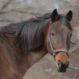 Shining the Spotlight on Two Wonderful Animal Sanctuaries Through Sevani