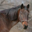 Shining the Spotlight on Two Wonderful Animal Sanctuaries Through Sevani