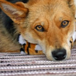 Adopt A Shelter Animal Today And Find A New And Very Special Furrriend