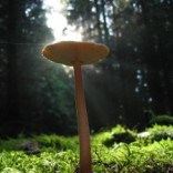 Sevani Skin Care Products Offer Natural Hyaluronic Acid From Extracted Essence Of Mushrooms!