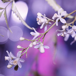 Neem’s Natural Beauty Benefits