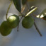 Olive Squalane – It’s Cruelty Free and Offers Numerous Benefits!
