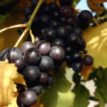 Resveratrol – A Special Skin Care Ingredient With Anti Inflammatory Powers And More