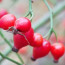 Serum Vitale; Essential Oils and Botanicals Help Keep Your Skin Young Naturally