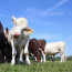 A Vegan Diet is Beneficial for Animals AND Your Skin!  Here’s How…