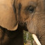 Tell GoDaddy CEO Bob Parsons His Killing Of Animals Is Wrong!