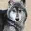 Sevani Supports The Wolf Sanctuary of Pennsylvania